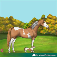 Horse Color:Chestnut Splash Tobiano 