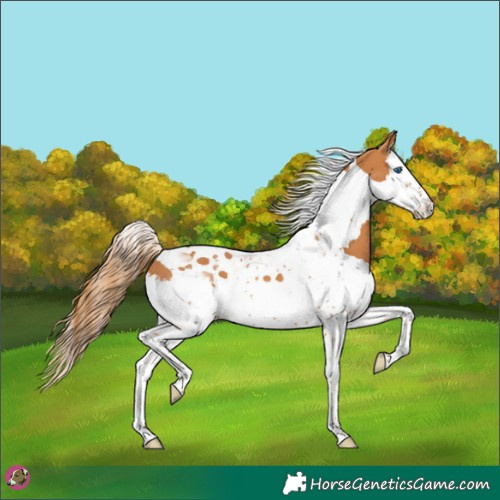 Horse Color:Chestnut Splash Tobiano 