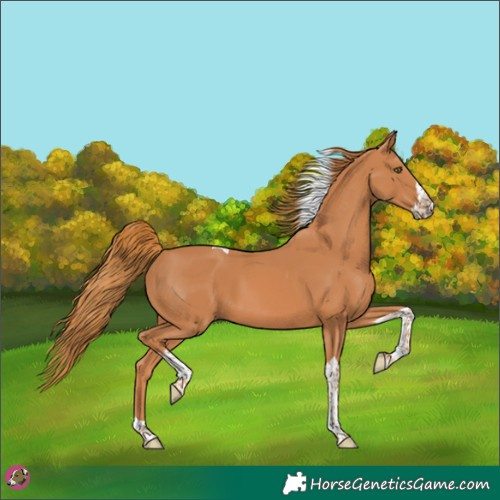 Horse Color:Chestnut Splash Tobiano 