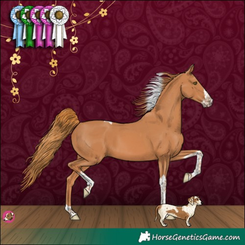 Horse Color:Chestnut Splash Tobiano 