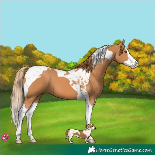 Horse Color:Chestnut Splash Tobiano
