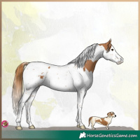 Horse Color:Chestnut Splash Tobiano 