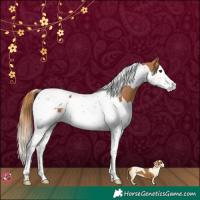 Horse Color:Chestnut Splash Tobiano