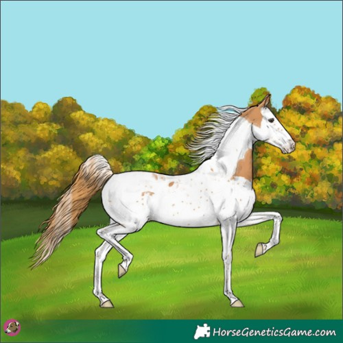 Horse Color:Chestnut Splash Tobiano 