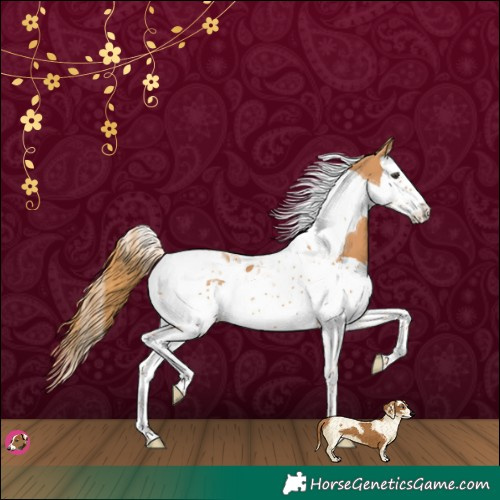 Horse Color:Chestnut Splash Tobiano 