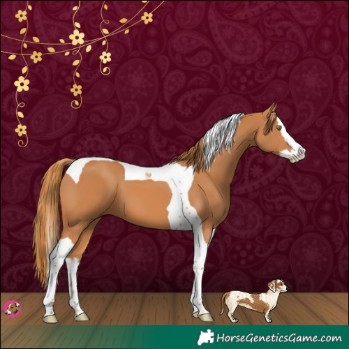 Horse Color:Chestnut Splash Tobiano 