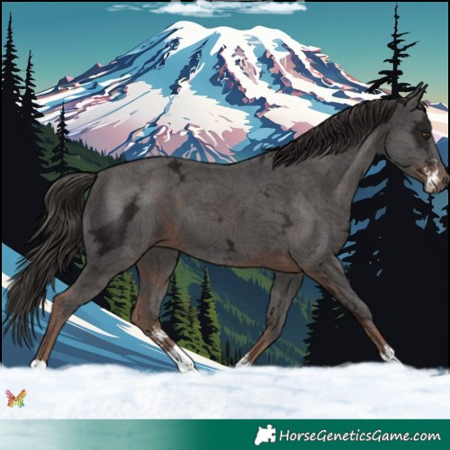 Horse Color:Liver Chestnut Ice Sabino 