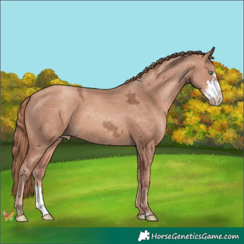 Horse Color:Gold Champagne Ice Sabino 