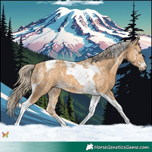 Horse Color:Palomino Ice Tobiano 