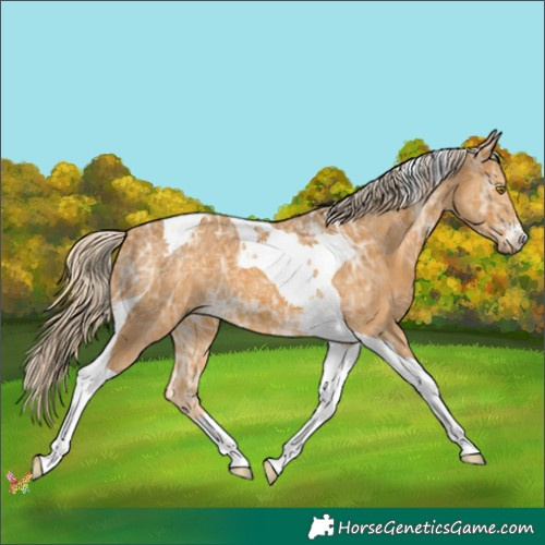 Horse Color:Palomino Ice Tobiano 