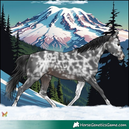 Horse Color:White Spotted Brown Ice Sabino 