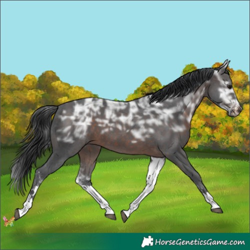 Horse Color:White Spotted Brown Ice Sabino 