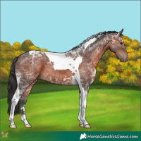 Horse Color:Bay Ice Tobiano