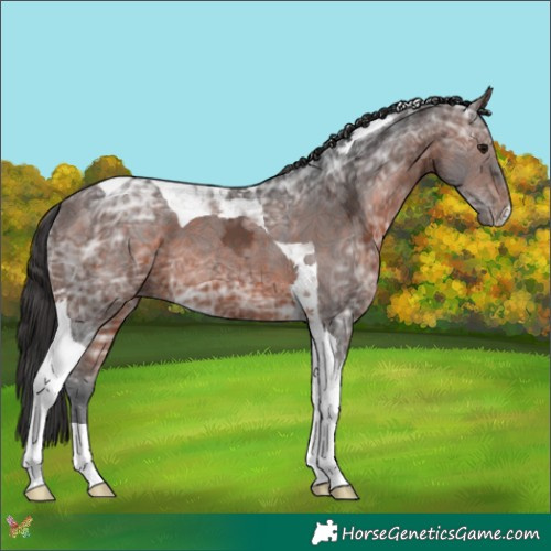 Horse Color:Brown Ice Tobiano
