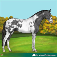Horse Color:Liver Chestnut Ice Tobiano Frame 