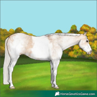 Horse Color:White Spotted Bay Dun Rabicano  and White Spotted Silver Bay Dun Rabicano 