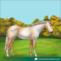 Horse Color:Gray Palomino