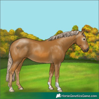 Horse Color:Gray Palomino