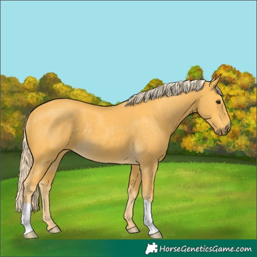 Horse Color:Palomino 