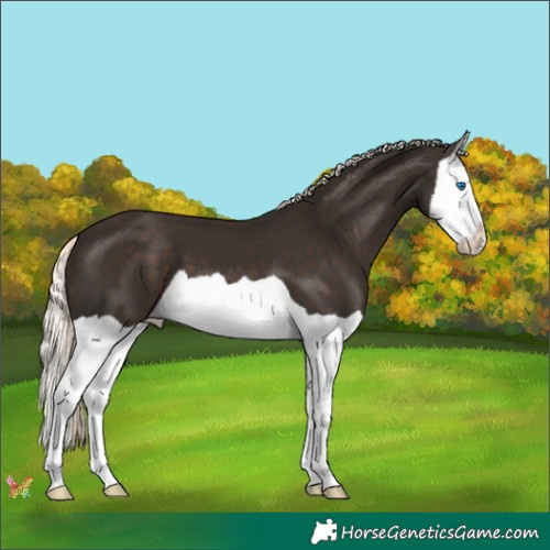 Horse Color:Liver Chestnut Mushroom Splash 