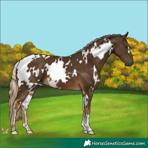 Horse Color:White Spotted Chocolate Palomino 