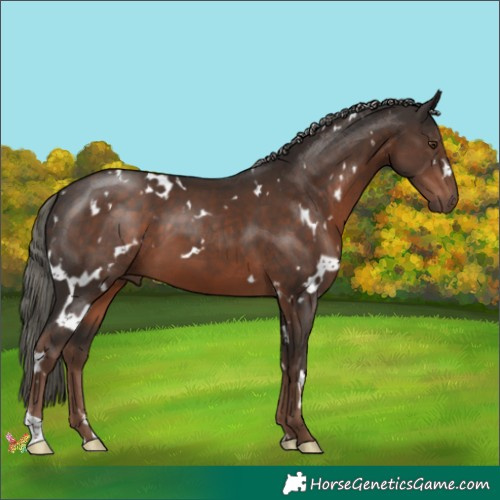 Horse Color:White Spotted Liver Chestnut Mushroom 
