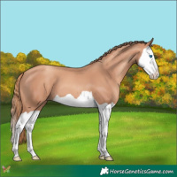 Horse Color:Gold Champagne Splash 