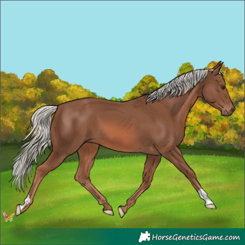 Horse Color:Chestnut Mushroom 
