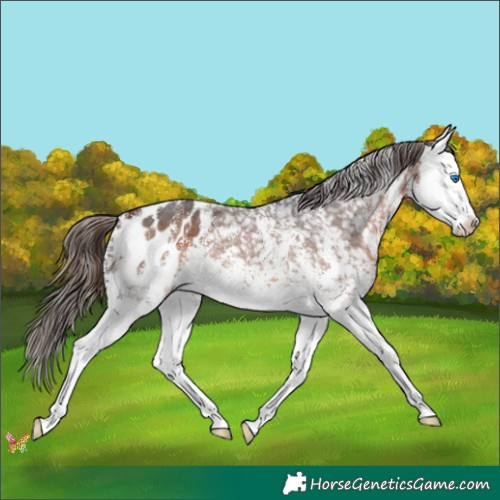 Horse Color:White Spotted Bay Mushroom Sabino Splash Appaloosa 