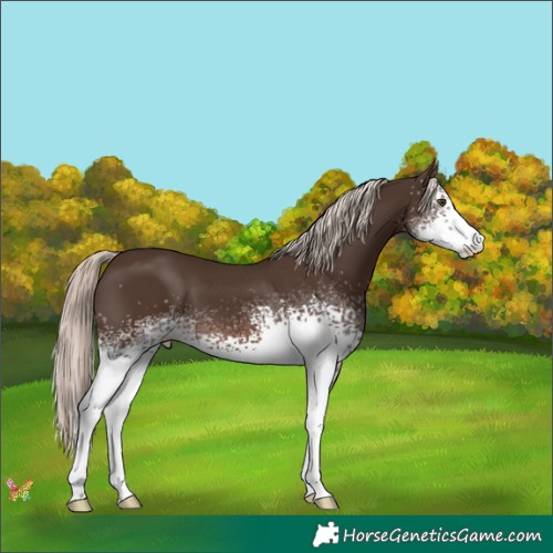 Horse Color:White Spotted Liver Chestnut Mushroom 