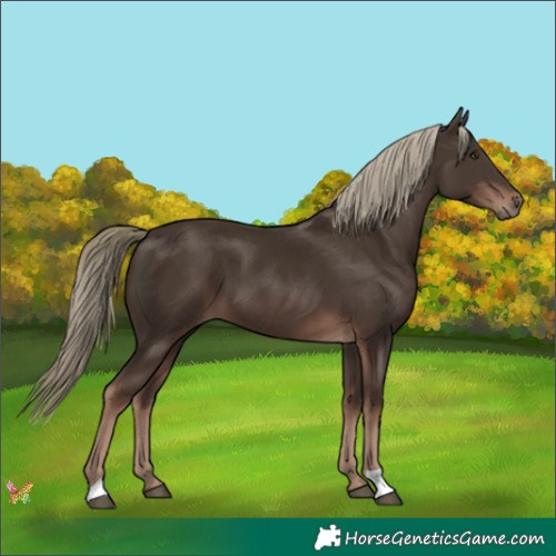 Horse Color:Liver Chestnut Mushroom 