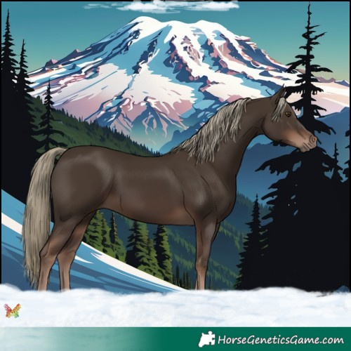 Horse Color:Liver Chestnut Mushroom 