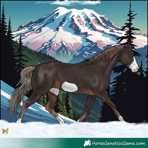 Horse Color:Liver Chestnut Frame 