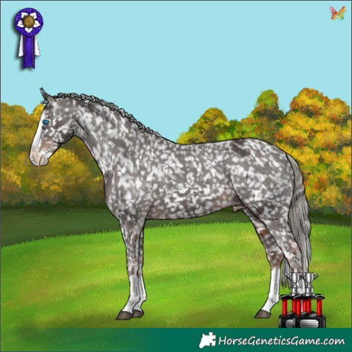 Horse Color:Liver Chestnut Mushroom Splash Appaloosa 