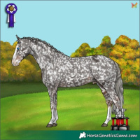 Horse Color:Liver Chestnut Mushroom Splash Appaloosa