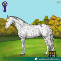 Horse Color:Liver Chestnut Mushroom Splash Appaloosa