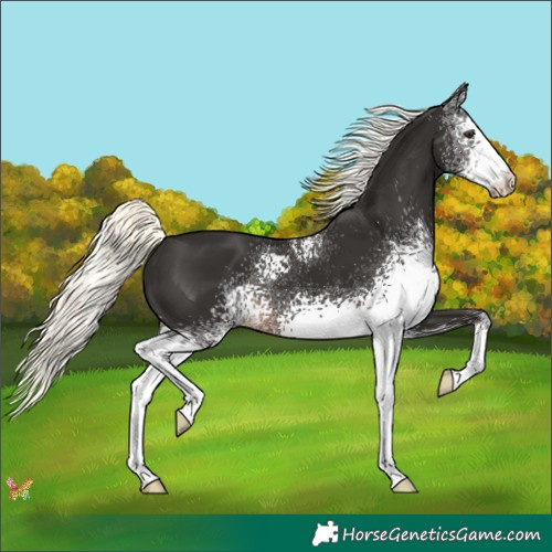 Horse Color:White Spotted Liver Chestnut Mushroom 