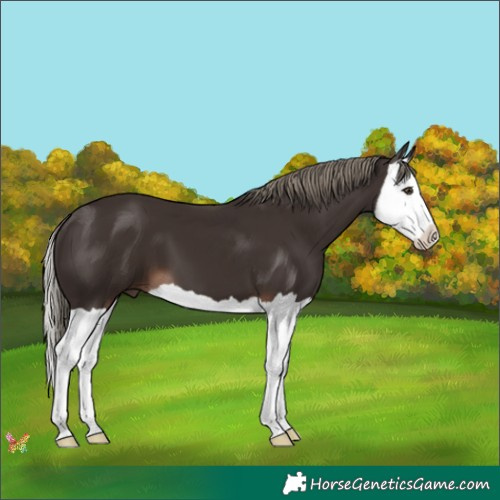 Horse Color:Liver Chestnut Mushroom Splash 