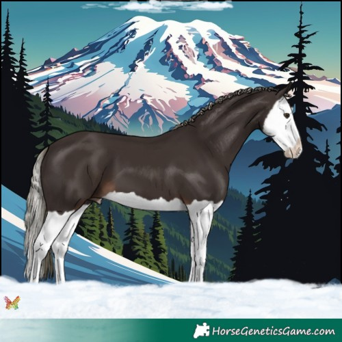 Horse Color:Liver Chestnut Mushroom Splash 