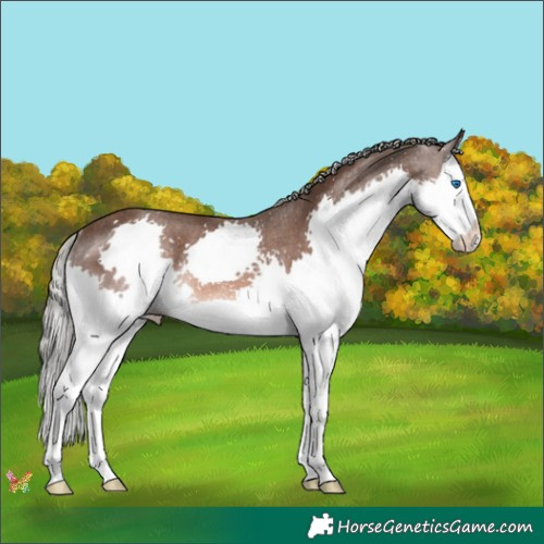 Horse Color:Liver Chestnut Mushroom Splash Rabicano 