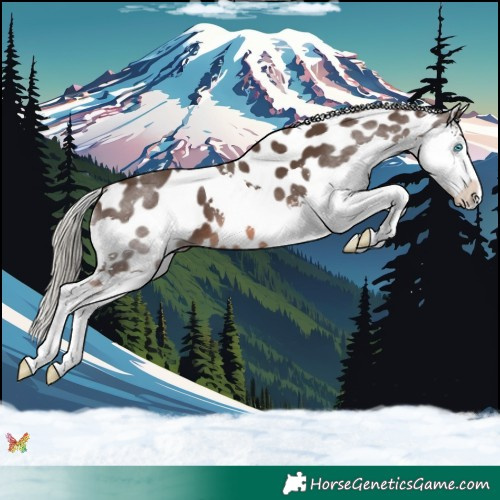Horse Color:Liver Chestnut Mushroom Splash Appaloosa 