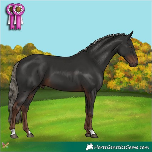 Horse Color:Liver Chestnut Mushroom 
