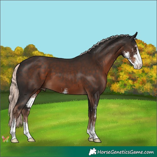 Horse Color:Liver Chestnut Mushroom Sabino 