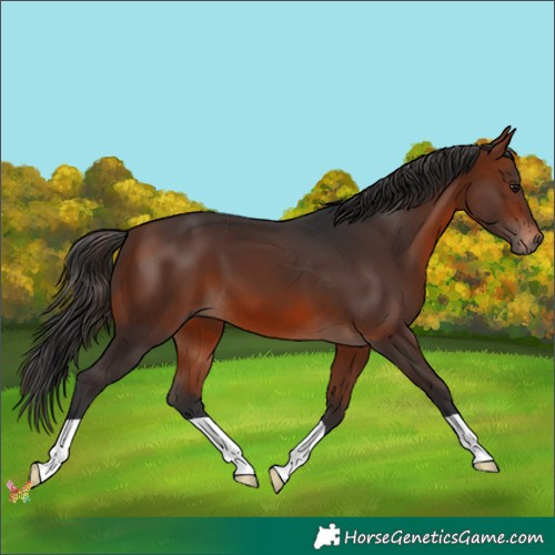 Horse Color:Bay Mushroom 