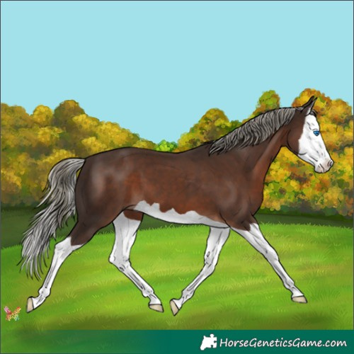 Horse Color:Liver Chestnut Mushroom Splash 