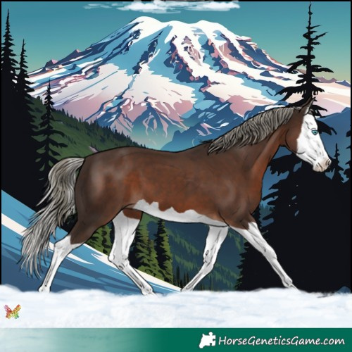 Horse Color:Liver Chestnut Mushroom Splash 