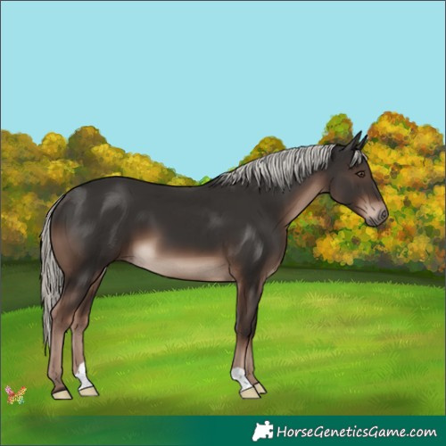 Horse Color:Liver Chestnut Mushroom 