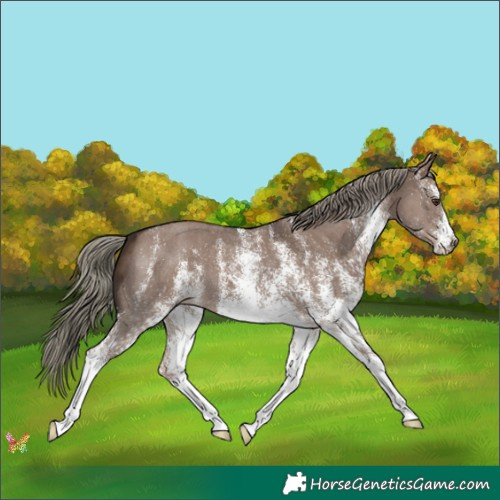 Horse Color:White Spotted Liver Red Dun Mushroom