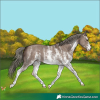 Horse Color:White Spotted Liver Red Dun Mushroom 