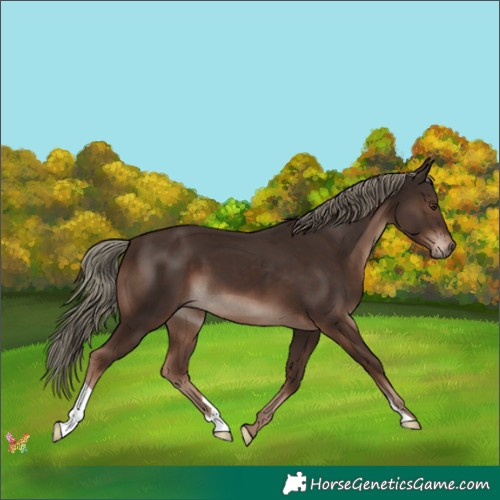 Horse Color:Liver Chestnut Mushroom 